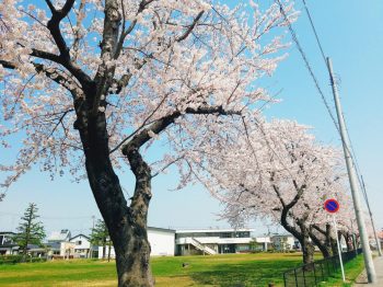 桜の木