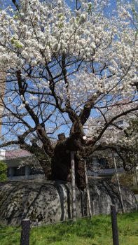 日帰りの旅～お花見🌸～